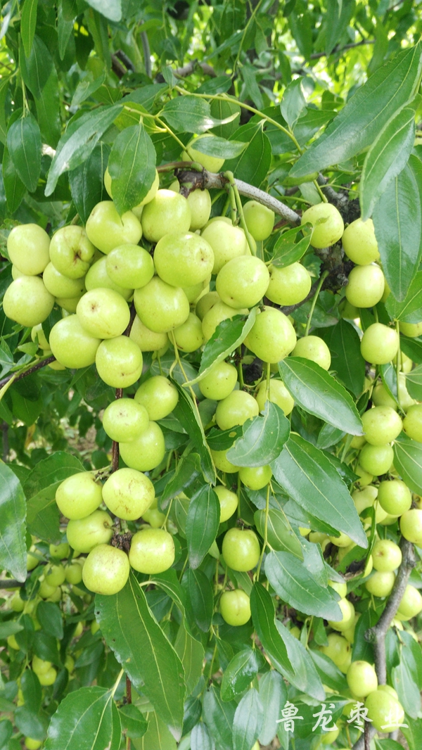 高VC大酸棗