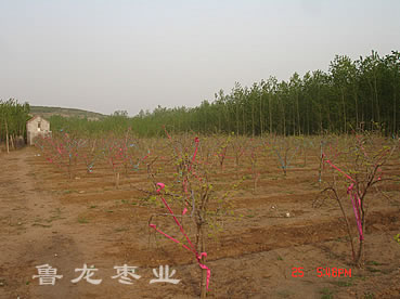 魯龍棗業龍灣基地
