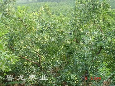 費縣山區基地