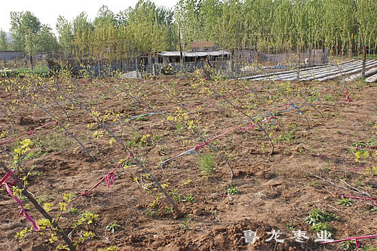 龍灣一邊倒基地