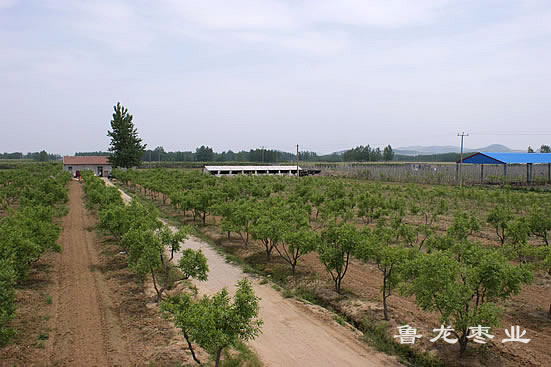 魯龍棗業仲村基地