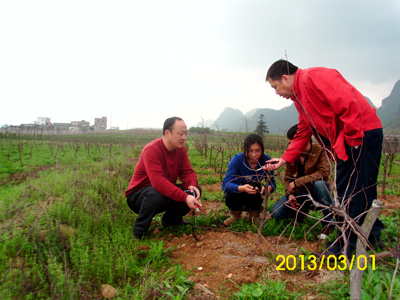 在桂林恭城基地指導修剪