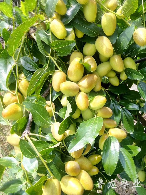 天下第一棗