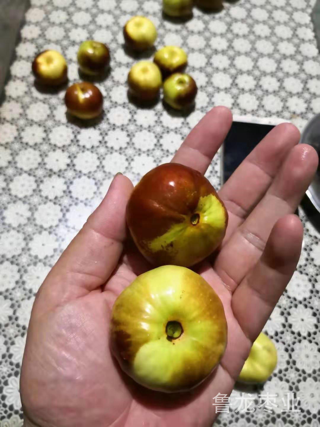 蟠棗