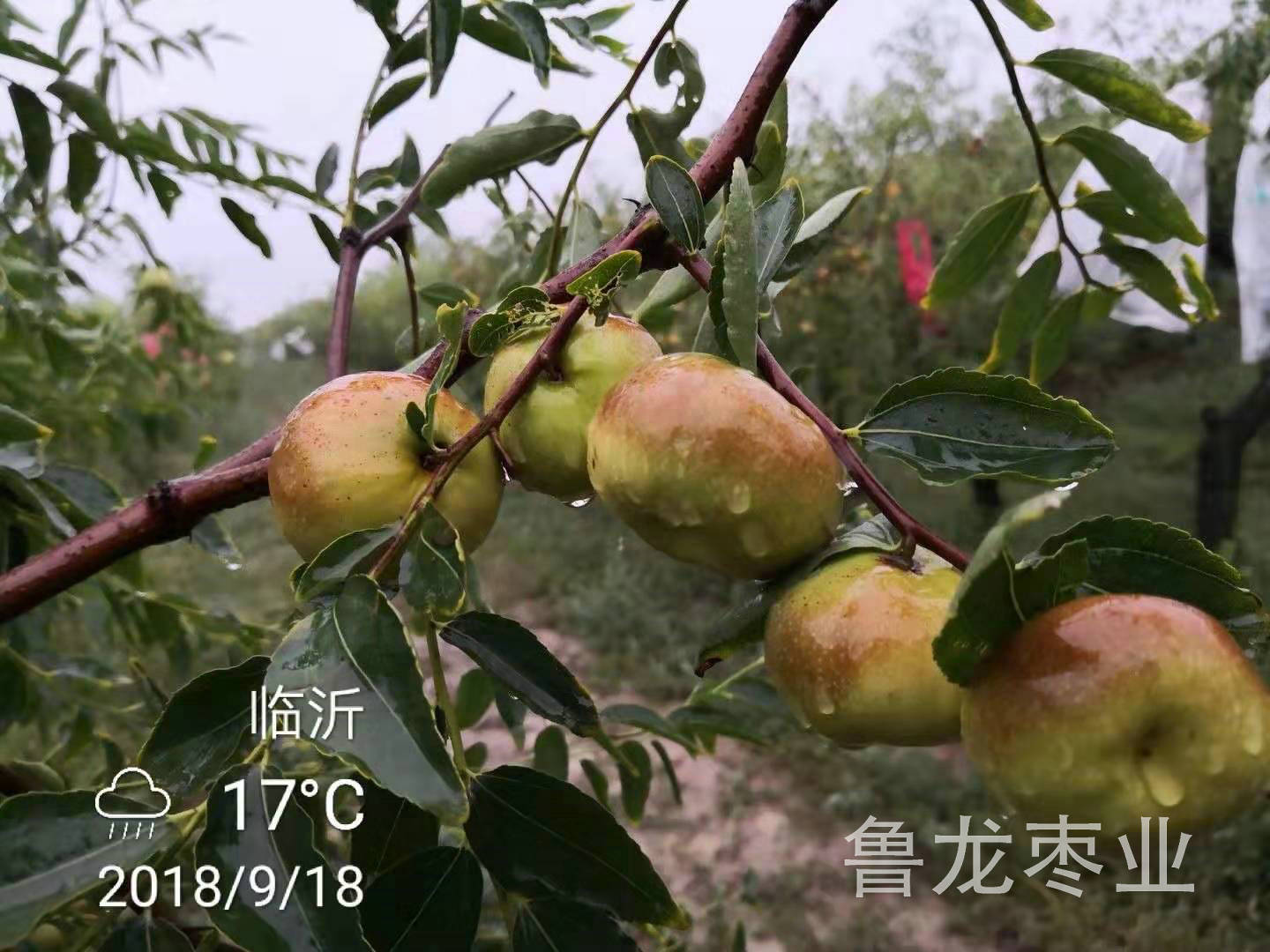蟠棗